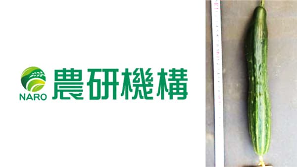 日本のキュウリ　ゲノム配列を初めて高精度で解読　農研機構