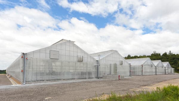 AIと動画解析の技術を活用　トマトの収穫量予測で実証実験の開始　近鉄不動産・NTT東日本・NTTアグリテクノロジー