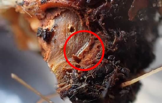 いちごにチバクロバネキノコバエ　府内で初めて確認