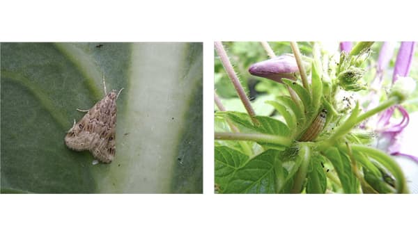 【注意報】アブラナ科野菜にハイマダラノメイガ　県内全域で多発のおそれ　兵庫県