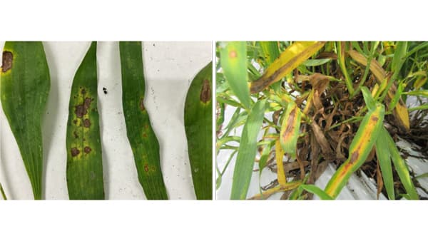 【特殊報】ミシマサイコに根朽病、斑点病　県内で初めて確認　熊本県