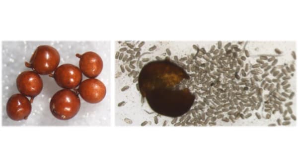 ジャガイモシストセンチュウ類　新たな土壌検査法を開発・検査サービス開始　農研機構