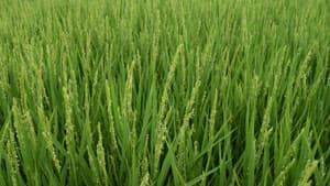 普通期水稲に紋枯病　県内全域で多発のおそれ