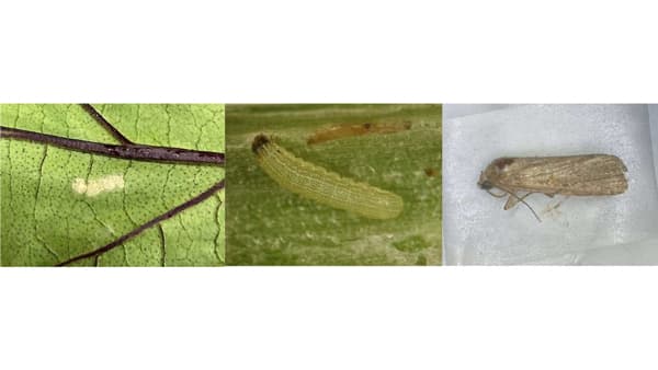 【注意報】ねぎにシロイチモジヨトウ　県内全域で多発のおそれ　徳島県