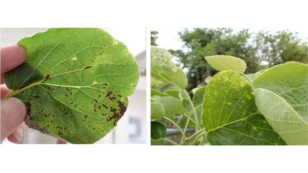 【特殊報】キウイフルーツかいよう病　県内で初めて確認　埼玉県