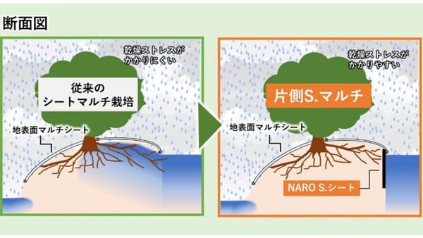 カンキツの階段畑用に改良　傾斜地向け「片側S.マルチ」開発　農研機構