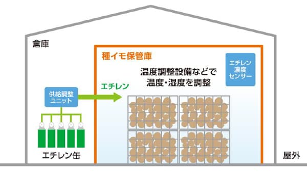農家の生産性向上へ　種ジャガイモの最適発芽へ「エチレン処理技術」開発　岩谷産業