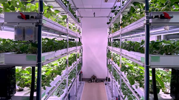 わさび栽培モジュール　栽培サポート充実へ「横浜C&Mセンター」開設　NEXTAGE