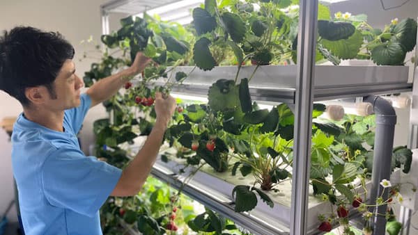 周年栽培できるイチゴ特化型「アクアポニックス栽培システム」販売開始　アクポニ×アグリ王