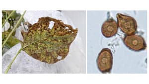 アズキさび病　県内で初めて発生を確認