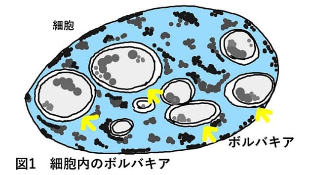 微生物間の会話をコントロール　クオラムセンシングを活用した害虫死亡率増加剤を発見　静岡大学