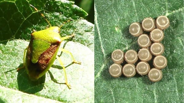 【注意報】りんごに果樹カメムシ類　県内全域で多発のおそれ　岩手県