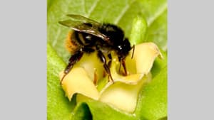 カキの受粉に野生のコマルハナバチが大きく貢献　農研機構
