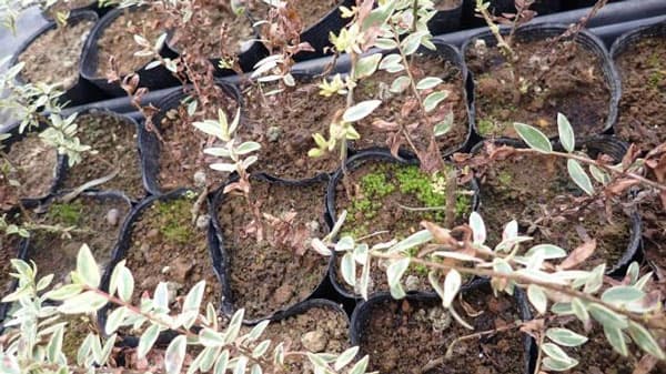 国内未報告の「ギンバイカ褐斑病」　都内で初めて確認