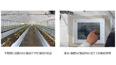 ICTを活用　静岡県平野部で「畑わさびの施設園芸」実証開始　NTT西日本