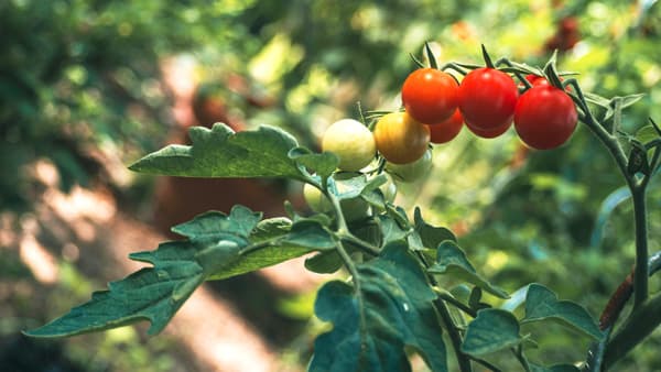 愛媛大、豊橋技術科学大と「グルタチオン」による高温ストレス耐性向上で共同研究　WAKU