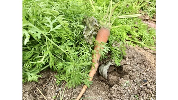 【注意報】花き類、野菜類、ダイズにオオタバコガ　県内全域で多発のおそれ　愛知県