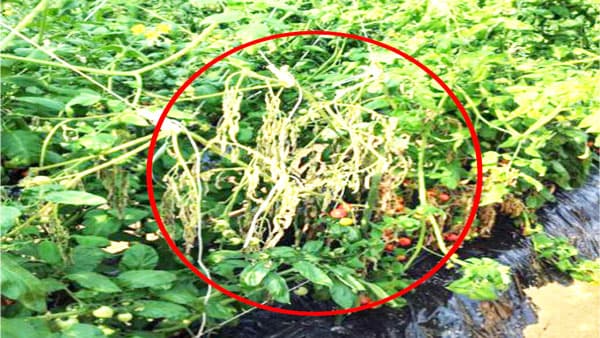 【特殊報】トマトにトマト立枯病県内で初めて確認　徳島県