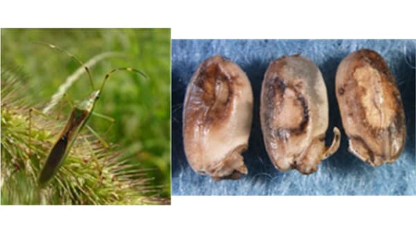 【注意報】水稲の斑点米カメムシ類　県内全域で多発のおそれ　山口県