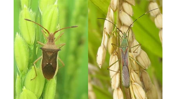 【注意報】普通期水稲に斑点米カメムシ類　県内全域で多発のおそれ　大分県