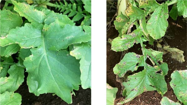 【特殊報】ダイコン褐斑細菌病　国内未報告のAcidovorax属菌を確認　神奈川県
