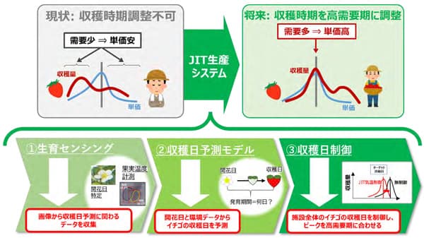 イチゴのジャストインタイム生産へ　収穫日の精密予測・制御技術を開発　農研機構