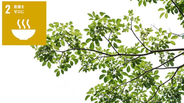 植物の枝のかたちづくり　仕組みの一端を解明　熊本大学