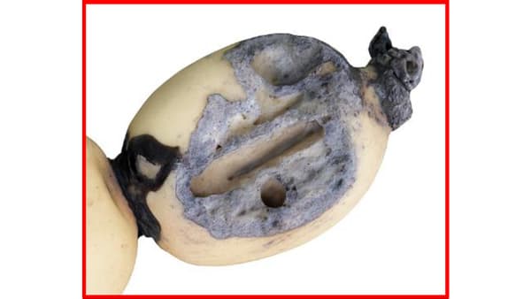 食痕から「カモ被害」を識別する標準作業手順書を公開　農研機構