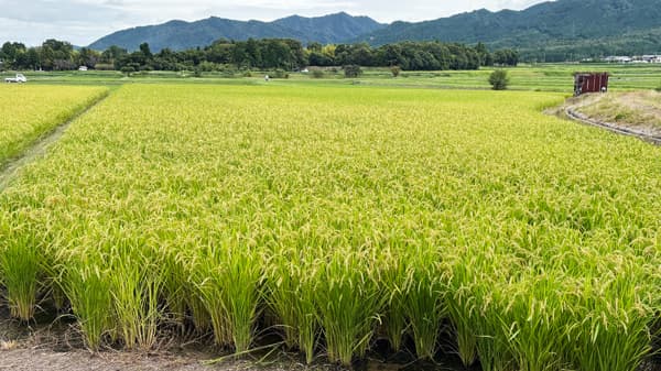 田植え不要のドローン直播　収穫前見学会を滋賀で開催　ユキイプラス