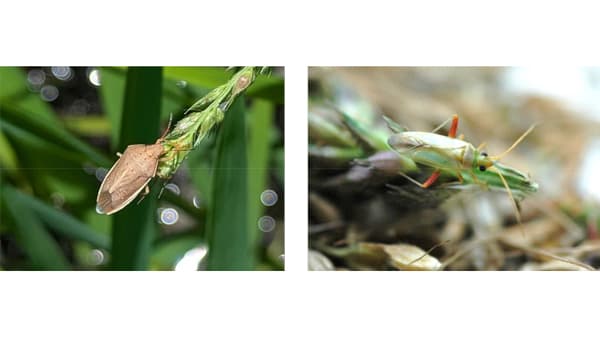 【注意報】水稲に斑点米カメムシ類　県内全域で多発のおそれ　静岡県