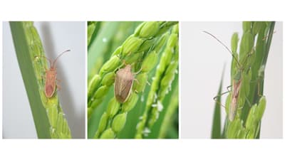 【注意報】水稲に斑点米カメムシ類　県内全域で多発のおそれ　島根県