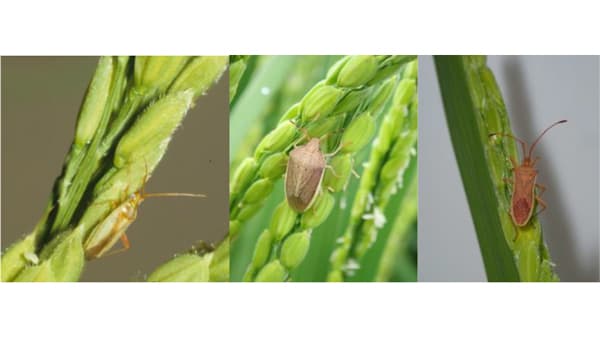 【注意報】水稲に斑点米カメムシ類　島根県内全域で多発のおそれ　島根県