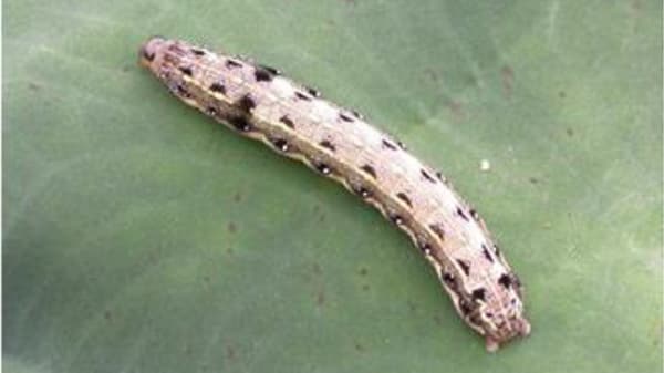 【注意報】ハスモンヨトウの誘殺数が急増　早期防除の徹底を　福島県