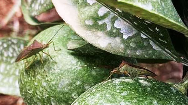【特殊報】ミナミトゲヘリカメムシ　県内で初めて確認　徳島県