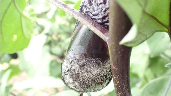 【特殊報】ナスこうがい毛かび病　県内で初めて確認　埼玉県
