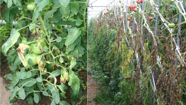 植物病害を発生拡大予測する数理モデル開発　トマトかいよう病の防除対策開発へ　農研機構