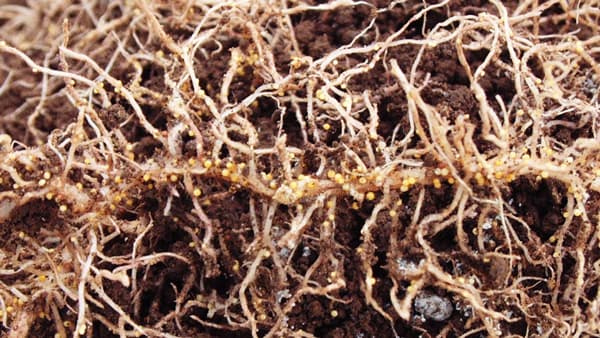 土壌菌により活性化されるとジャガイモの寄生虫を孵化させる鍵物質　神戸大など研究グループが発見