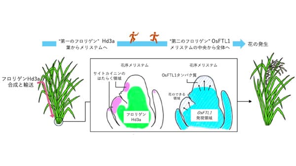 花をつくる新メカニズム「フロリゲン・リレー」を発見　横浜市立大など