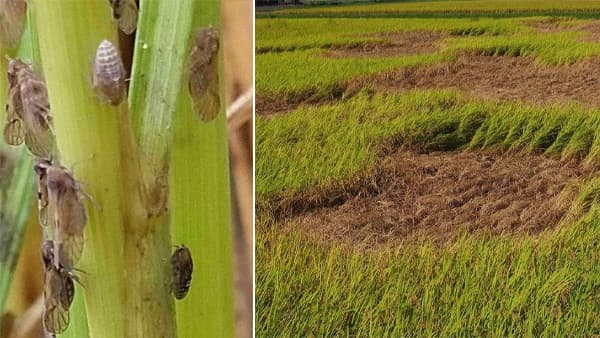 【注意報】水稲にトビイロウンカ　県下全域で多発のおそれ　高知県