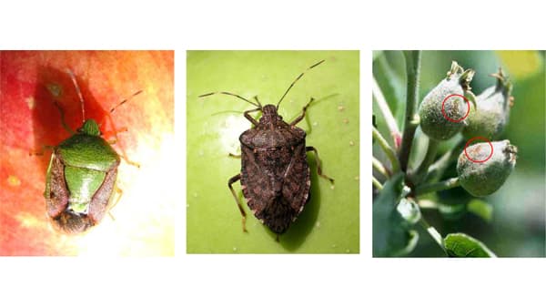 【注意報】果樹カメムシ類による果実被害　多発のおそれ　秋田県