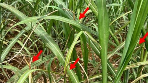 【注意報】さとうきびに黒穂病　宮古群島で多発のおそれ　沖縄県