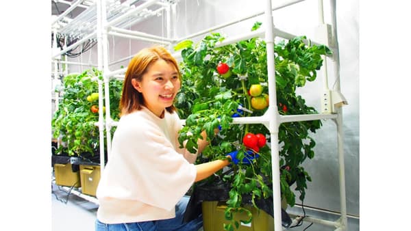 LED植物工場で大玉トマトの栽培成功　宇宙・都市での食料生産も視野　東京大学