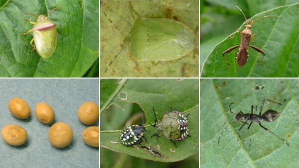ダイズの吸実性カメムシ類　県内全域で多発のおそれ