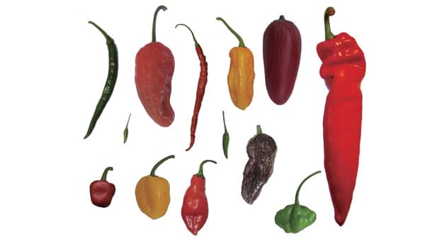 トウガラシ果実の香りを決める遺伝子を特定　新たな果実の品種育成に期待　近畿大学