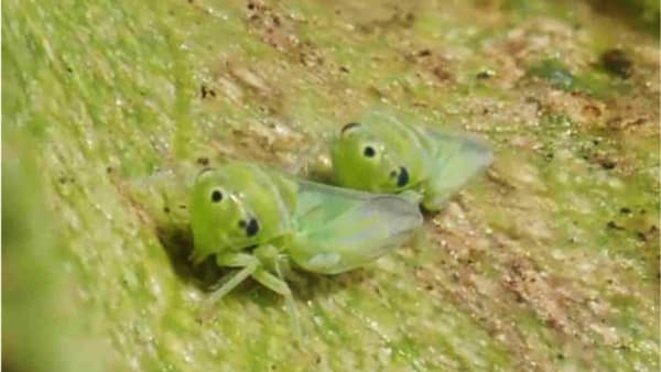 【特殊報】ウメ、モモ、スモモにモモヒメヨコバイ　県内で初めて確認　高知県