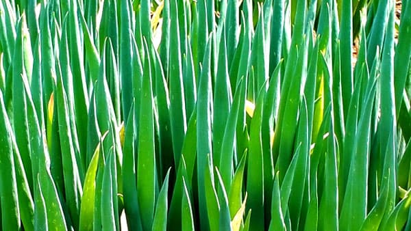 ネギべと病　県西部で発生　発病前からの防除を