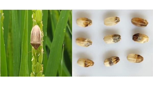 【注意報】イネカメムシ　邑楽館林地域で多発　群馬県