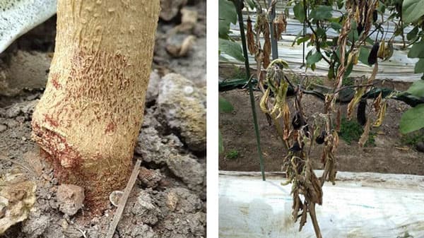 ナスフザリウム立枯病　県内のナス栽培ほ場で確認