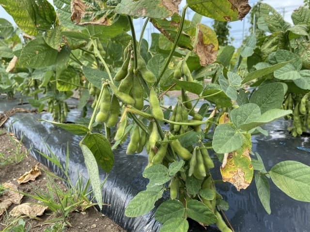 県内で初めてダイズ黒根病を確認