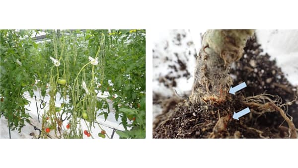 【特殊報】トマト立枯病　県内で初めて確認　山口県